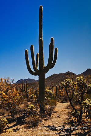 Saguaro 6