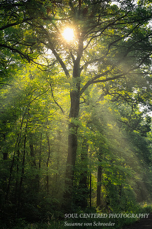 Sun rays on a foggy morning, thru tree, Blue Hills 1