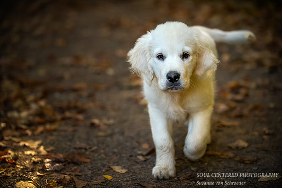 Shanti, 11 weeks old 2
