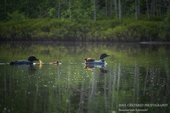 Loon family, feeding the chicks