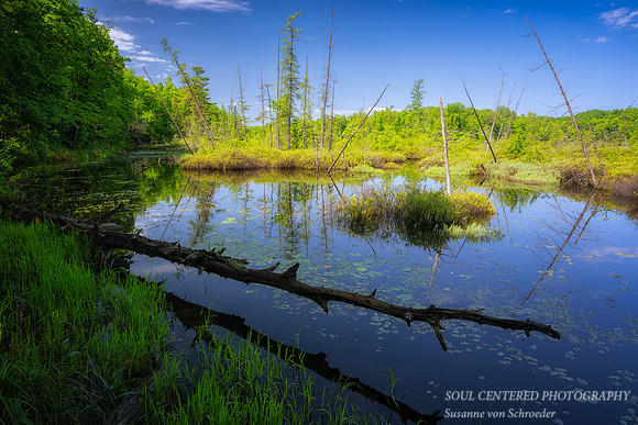 Summer scene at Audie Lake, '25