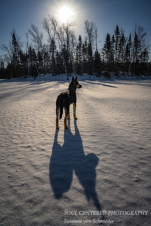 Shiloh and his shadow