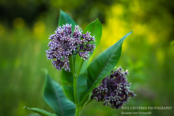 Milkweed 2