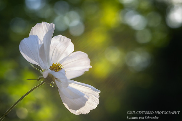 White Cosmos in morning light