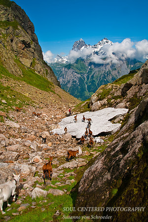Arni Alm 9