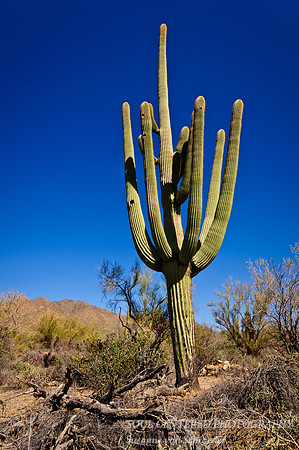 Saguaro 3