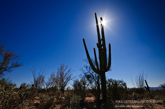 Saguaro w. sun