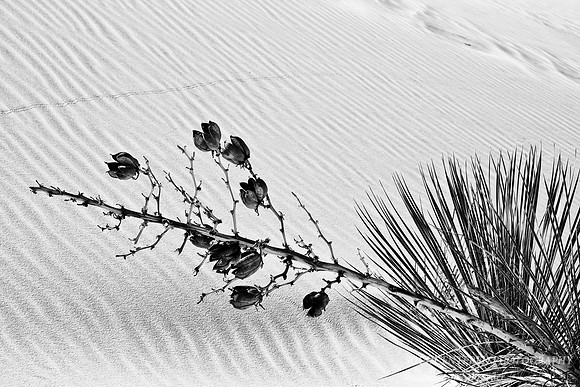 Yucca, bw