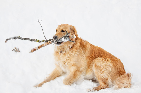 Pippa with sticks