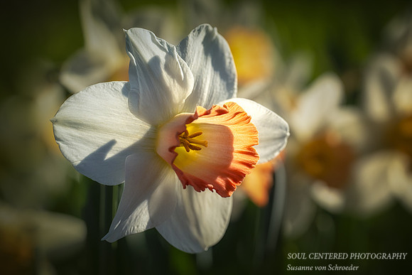 Daffodil, orange & white 2