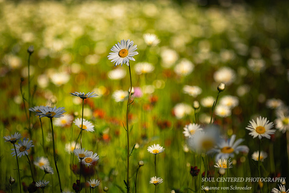 Field of Daisies