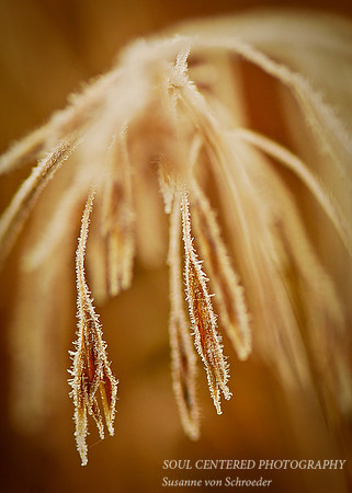 Grass frosted macro