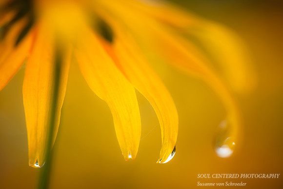 Rudbeckia macro, raindrop