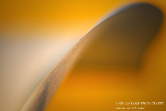 Calla curve