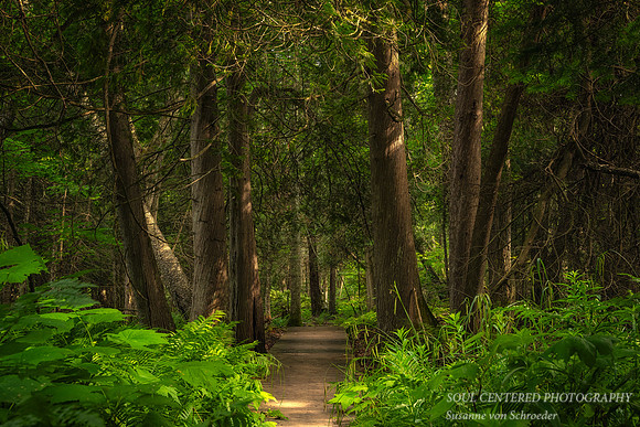 Cedar Trees, Frog Bay Tribal National Park, WI 2