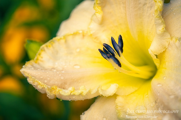 Daylily with dew drops