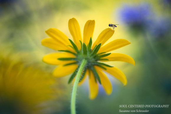 Black-Eyed-Susan and Hover Fly