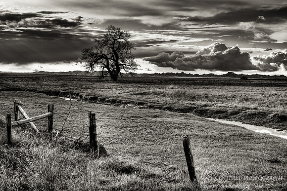 Tree in Badlands 2, bw