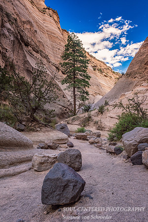 Canyon with tree