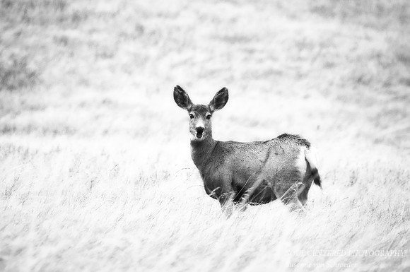 Deer in Black Hills, bw