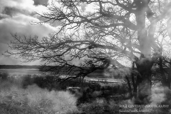 Spirit of the Oak trees 1