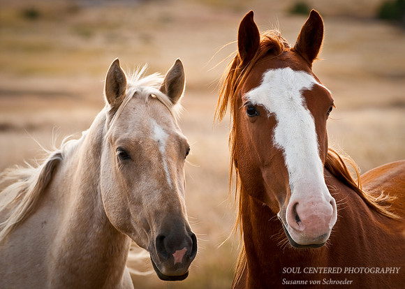 Horses 2