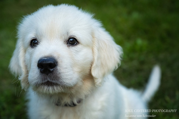 Shanti, 9 weeks 4