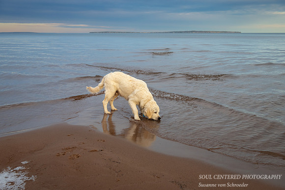Shanti at Lake Superior, Mid Dec. '21 2