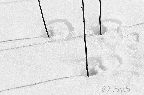 Three sticks in snow