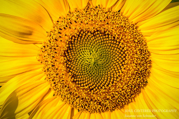 Sunflower, macro
