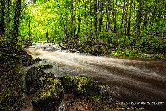 Creek after summer rain, June '25 3