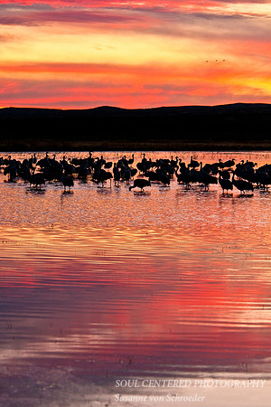 Bosque del Apache, evening