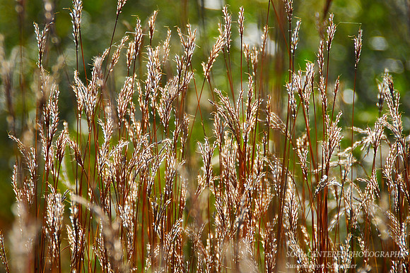 Bluestem Grasses