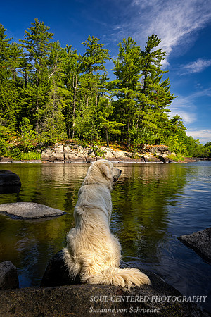 Shanti enjoying the Flambeau river