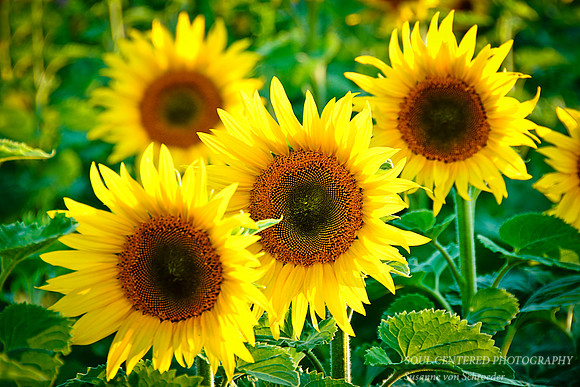 Sunflower group
