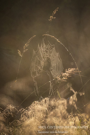 Spiderweb in morning light and dew 1