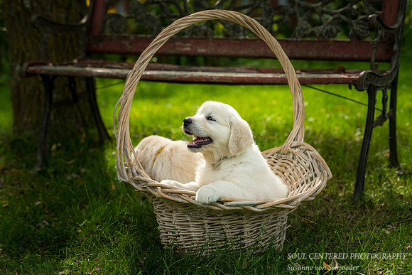 English Golden Retriever puppies