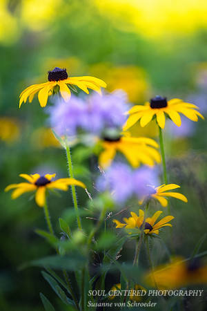 Black-Eyed-Susan and Bergamot 2