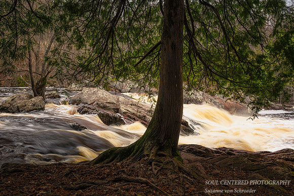 Cedar tree at Red Granite Falls, April '25 1
