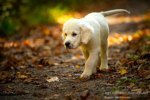 Shanti on path, fall 2