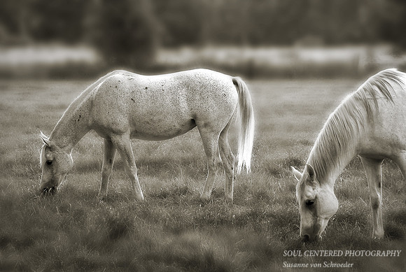 Arabian Horses 1, bw