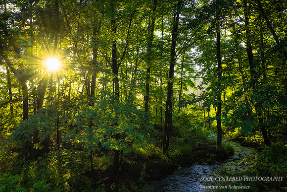 Sunburst in forest, Blue Hills 1