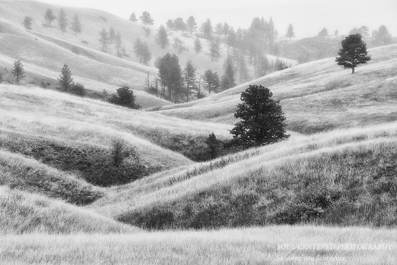 Hills 1, Black Hills
