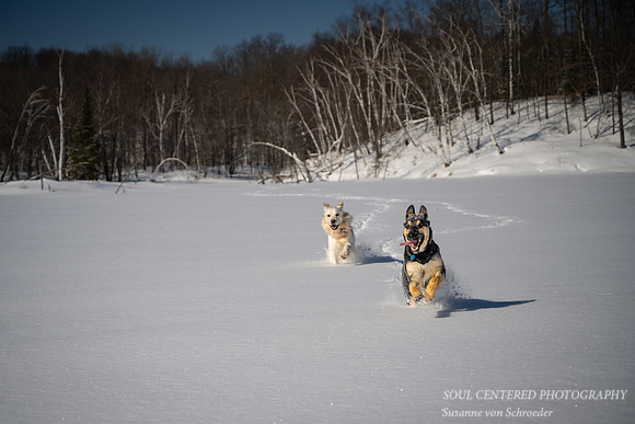 Shanti and Shiloh running in snow 5