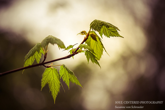 Young Maple leaves 2
