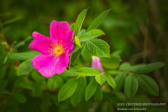 Wild Rose