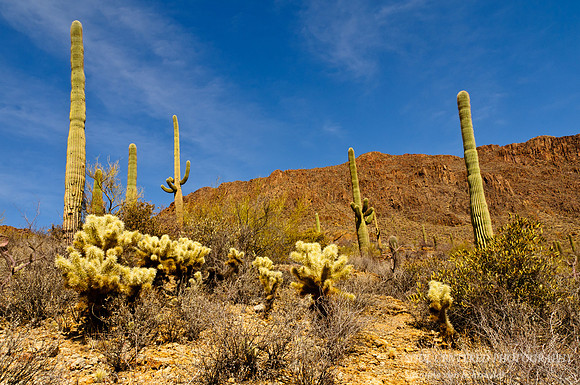 Sonoran desert 1
