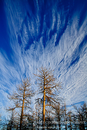 Black Hills, trees & clouds 1