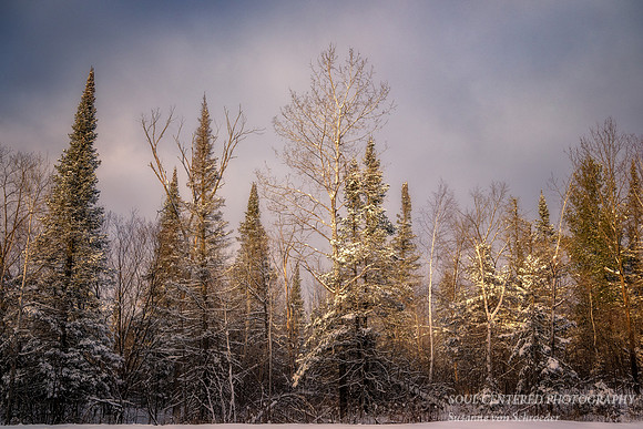 Sunlit winter trees, Febr. '25