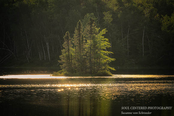 Spruce Island in golden light, '24
